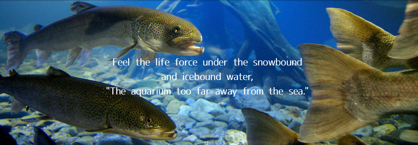 Feel the life force under the snowbound and icebound water, The aquarium too far away from the sea.